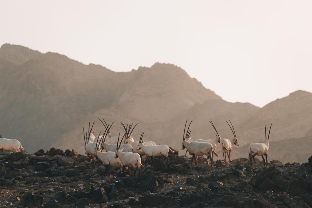 Hatta Resorts 2* حتا